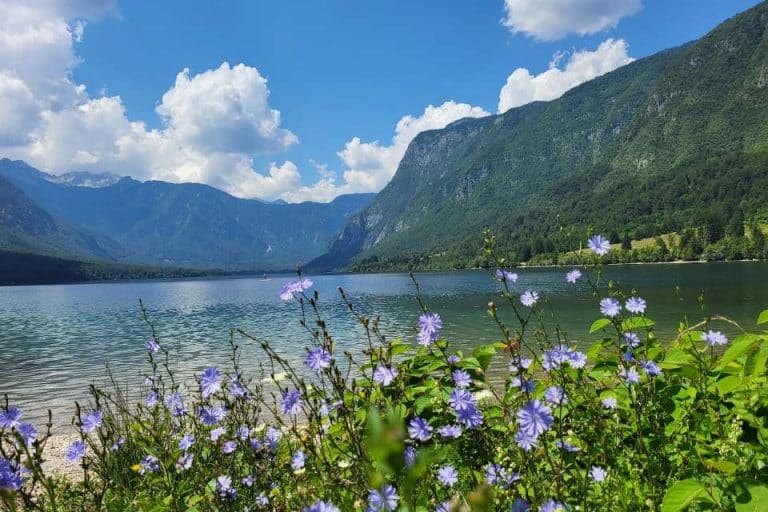 lake-flowers-bohinj